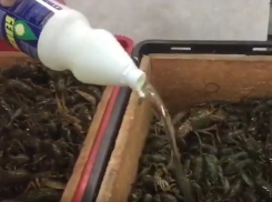 Уничтожение ядовитым хлором огромного количества рыбы и раков в Ростове сняли на видео