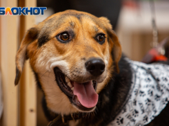 Клещ никак не угомонится: как ростовчанам уберечь домашних животных осенью