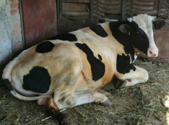 Использовать космические технологии и повышать свою грамотность в вопросах страхования намерены донские аграрии