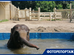 Люди скучали по животным, а животные — по людям: как прошел первый выходной после снятия ограничений в ростовском зоопарке