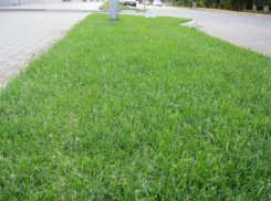 Из бюджета Ростова «отстегнут» 8,1 млн рублей ради нового газона на Нансена