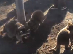 Милых и очень дружелюбных енотов в центре Ростова вдоволь накормили едой на видео