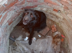 В Ростовской области спасатели вытащили собаку из открытого колодца 