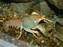 Ученые подсчитали количество раков в Ростовской области