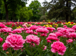 С начала года более 1,3 миллиона импортных цветов ввезли в Ростовскую область