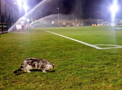 Коварный шпион пробрался к футболистам «Ростова» в Катаре