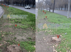Ростовчане пожаловались на вырубку 14 тополей и сосен напротив парка «Дружба»