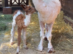 Детеныши альпаки появились на свет в парке «Лога» Ростовской области