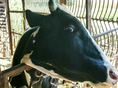 Утопающую в коровьих экскрементах ферму оштрафовали за нарушения  в Ростовской области