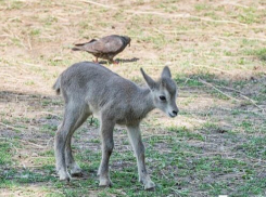 Ростовский зоопарк рассказал сразу о 14 новых животных