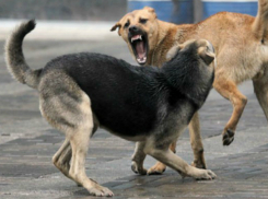 Бессильными против стай бездомных собак оказались жители Ростова