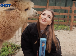 Путешествие в мир альпак: узнали больше про милых и пушистых в Ростове