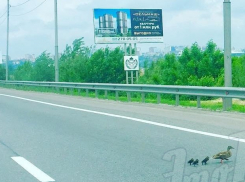 Мама-утка с выводком парализовала движение на автотрассе под Ростовом