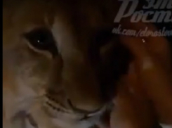 Ночная прогулка юной львицы без поводка и намордника в центре Ростова попала на видео