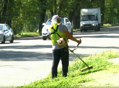 В администрации Ростове отчитались о борьбе с амброзией 