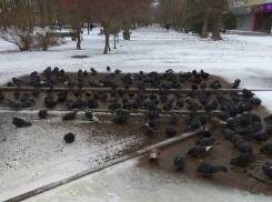 В Ростове-на-Дону произошел несанкционированный голубиный «митинг»