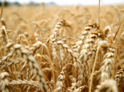 Озимые в Ростовской области взошли на 99% полей