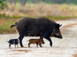 Диких кабанов в Ростовской области будут убивать из-за свиной чумы