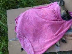 Намеренный наезд на щенка не простили соседи живодерке из Ростова