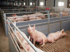 В Целинском районе началось уничтожение поголовья свиней из-за вируса африканской чумы