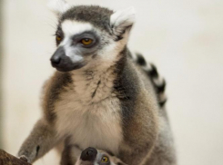 День Мадагаскара проводится в ростовском зоопарке в воскресенье