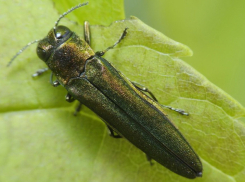 Изумрудная златка уничтожила почти 500 гектаров деревьев в Ростове 