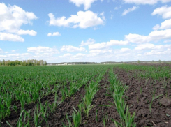  Донские аграрии расширяют посевные площади