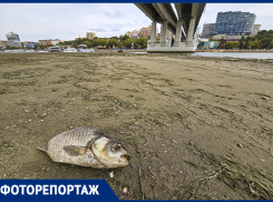 Дно Дона: как ветер изменил облик реки в Ростове в 2025 году