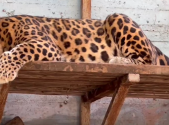 Леопард Амур из ростовского зоопарка отметил 14-летие