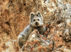 Посетителям Ростовского-на-Дону зоопарка показали волшебного кролика 