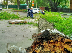 В Ростове на улице Левобережной упало дерево