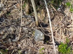 Леденящее кровь видео змеиного «шабаша» возле больницы в Ростове шокировало горожан 