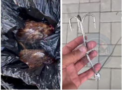 В Батайске пять дней пытаются поймать крокодила