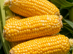 Крупнейшее падение в ЮФО: стал известен масштаб сокращения запасов зерна на Дону