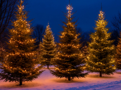Новый год к нам мчится вместе с тысячами ёлок из Ульяновской области