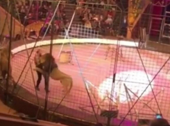 Цирковой лев, пару дней просидевший на ростовской таможне, напал на своего дрессировщика