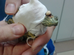 В Ростове ветеринары провели операцию на ухе у черепахи 