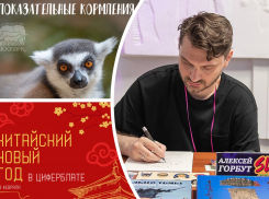 Любуемся на кошачьих лемуров, изучаем «Золотой век» комикса и празднуем Новый год: куда пойти в Ростове на этой неделе