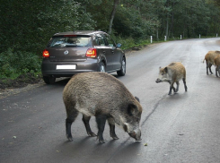  В Ростовской области мужчина насмерть сбил дикого кабана