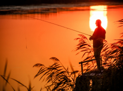 Вылов  шемаи на Дону остался под запретом
