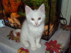 Невероятную сделку по продаже кота захотел провести житель Ростовской области