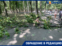 В парке Островского в Ростове упавшая ветка чуть не убила женщину с ребенком