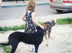 Дворовых любимиц живодеры принялись душить на глазах соседей в Ростове