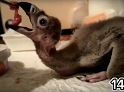 В зоопарке Ростова на свет появился птенец краснокнижного черного грифа