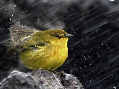Во вторник в Ростове синоптики прогнозируют сильный ветер до 17 м/с