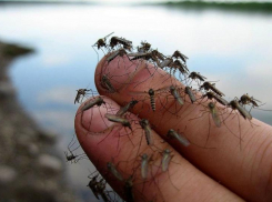 В Ростовской области объяснили причину нашествия комаров