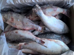 В Ростовской области в партии мороженой рыбы нашли зеленку