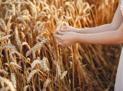 Ростовская область занимает пятое место в России по объему собранной мягкой пшеницы 