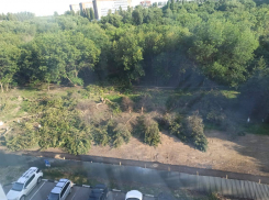 В Ростове вырубили еловую аллею ради дороги к новой школе