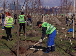 Алексей Логвиненко: «Аллею врачей высадят в Ростове»